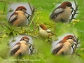 woodchat shrike, woodchat shri-1